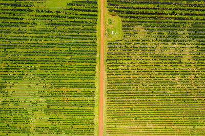 Full frame shot of agricultural field