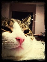 Close-up portrait of cat