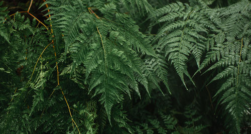 Full frame shot of pine tree