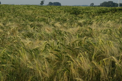 Crops growing on field