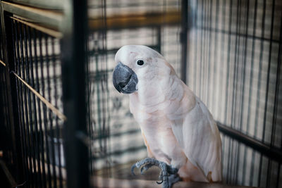 Close-up of parrot in cage