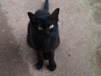 Portrait of black cat