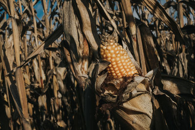 Close-up of corn on field