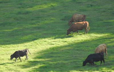 Horses grazing in a field