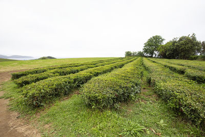 Scenic view of agricultural field against clear sky