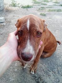 Close-up of hand holding dog