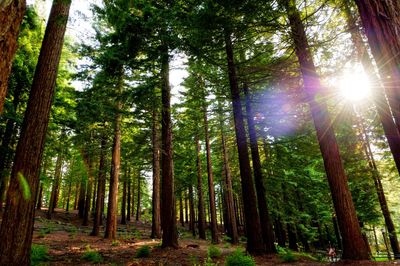 Low angle view of sunlight streaming through trees in forest