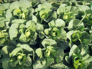 Close-up of fresh green plants