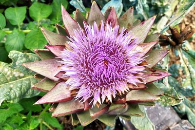Close-up of pink flower
