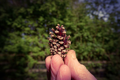 Cropped hand holding pine cone