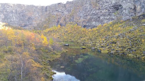 Reflection of trees in water