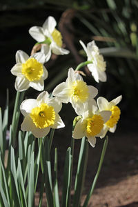 Close-up of white flower