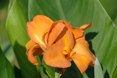 Close-up of orange flowering plant