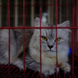 Portrait of cat in cage at home