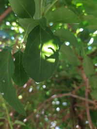 Close-up of green leaves