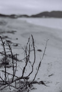 Close-up of plants on beach against sky