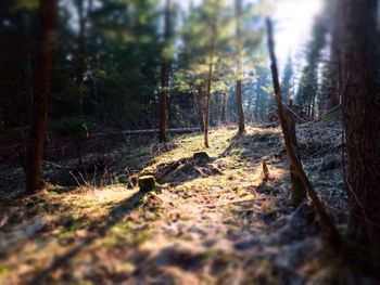 Tree trunk in forest