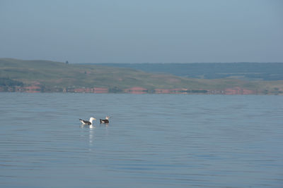 Bird flying over lake against sky