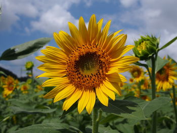 Close-up of fresh sunflower blooming against sky