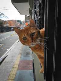 Close-up of a cat