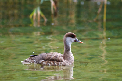 Duck swimming in lake