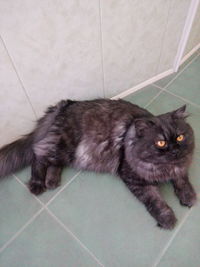 High angle view of cat lying on tiled floor