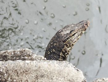 Close-up of a lizard on rock