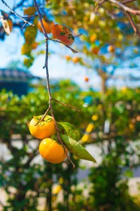 Close-up of fruit on tree