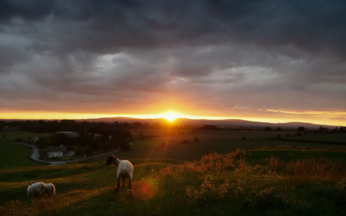 Scenic view of sunset