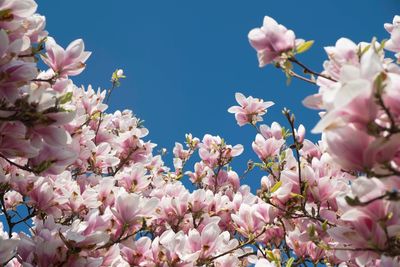 Low angle view of pink flowers blooming on tree