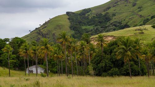 Scenic view of trees on field against sky