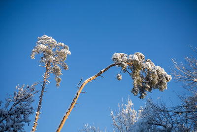 Low angle view of frozen tree against blue sky