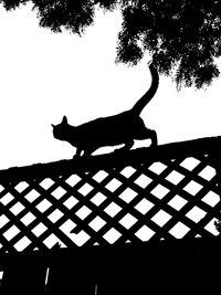 Low angle view of silhouette cat on tree against sky