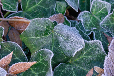 Close-up of leaves