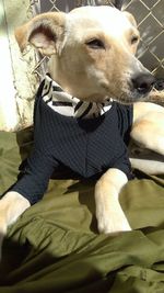 Midsection of person with dog relaxing on bed