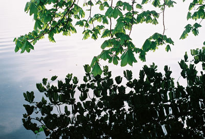 Low angle view of plants against lake