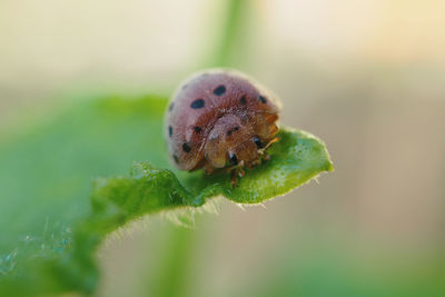 Close-up of insect on leaf