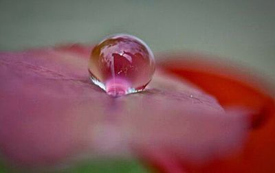 Close-up of pink flower against blurred background