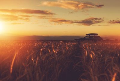 Scenic view of wheat field against sky during sunset