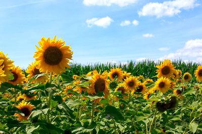 Sunflowers blooming on field against sky