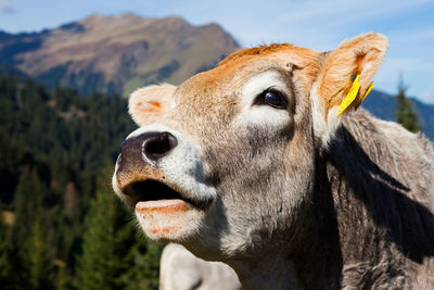 Close-up portrait of cow against sky