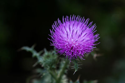 Close-up of purple thistle flower