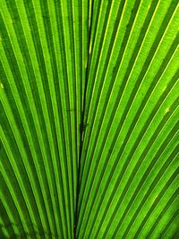 Full frame shot of palm leaf
