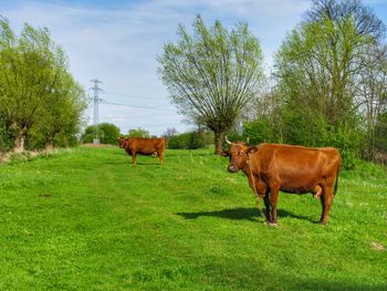 Cows in a field