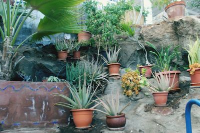 Potted plants in yard