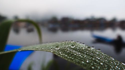 Close-up of wet plant