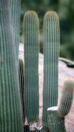 Close-up of cactus