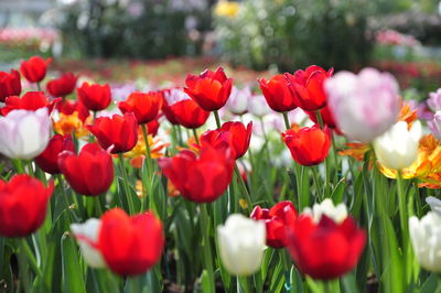Close-up of red tulips in field