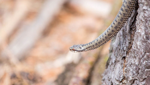 Close-up of snake