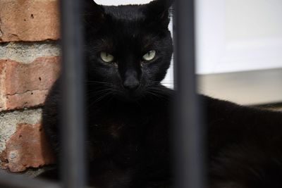 Close-up portrait of black cat